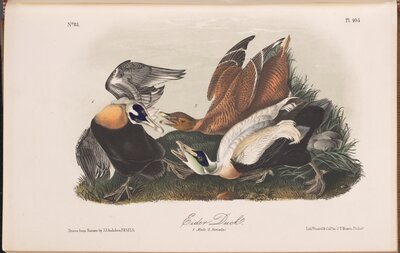 Common Eider (Eider Duck) by J.J. Audubon